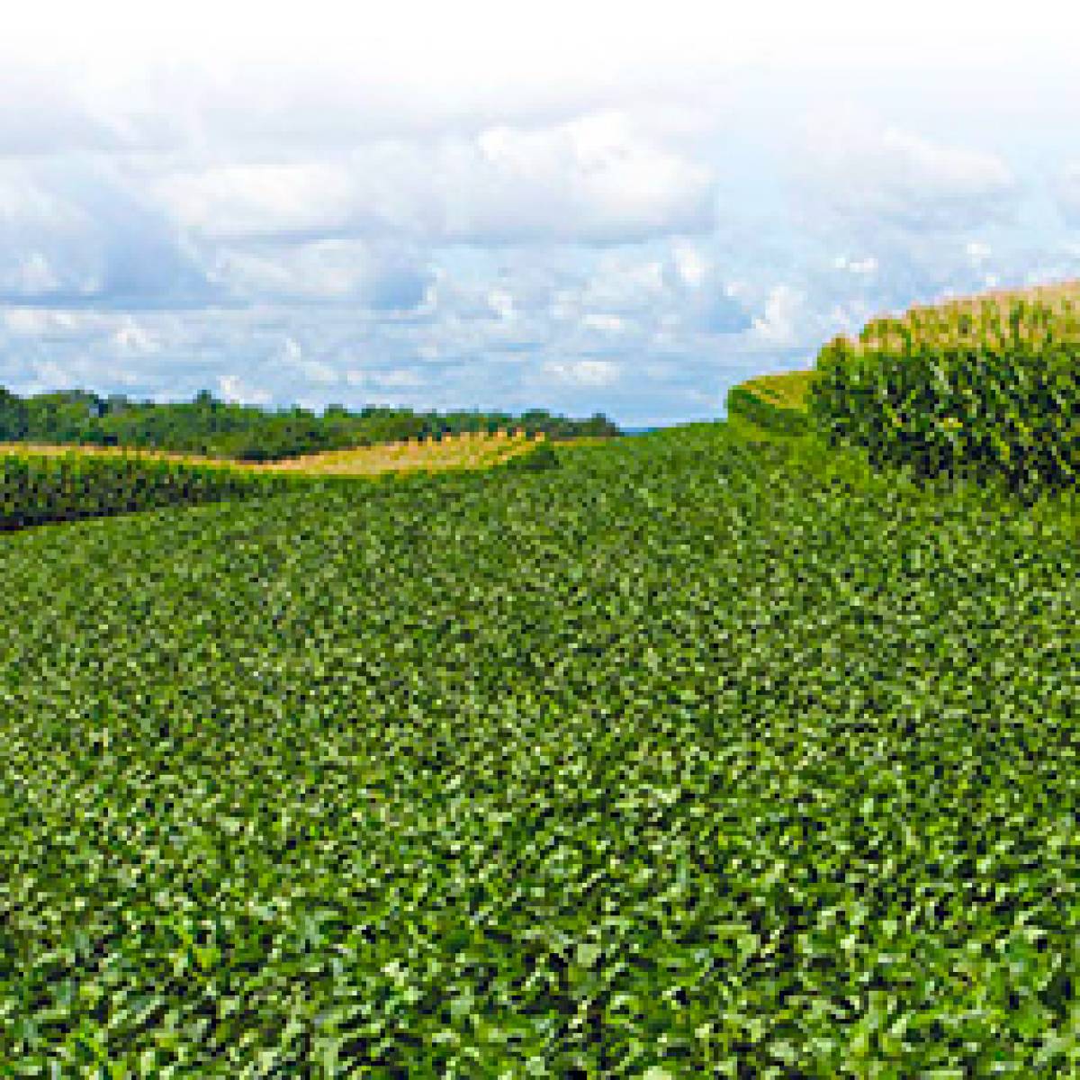 Sustentabilidade e eficiência.